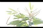 板栗-花14.JPG