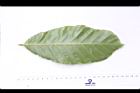 板栗-葉背02.JPG