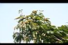 板栗-青實05.jpg