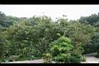板栗25.jpg