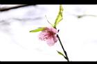 桃-花30.JPG
