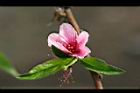 桃-花33.jpg