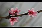 桃-花39.jpg
