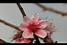 桃-花42.jpg
