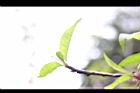 桃-葉1.JPG