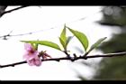 桃花21.JPG