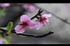 桃花23.JPG