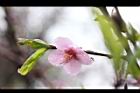 桃花25.JPG