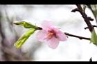桃花28.JPG