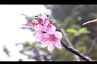 桃花30.JPG