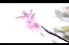 桃花31.JPG