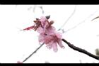 桃花33.JPG