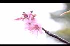 桃花35.JPG