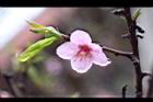 桃花37.JPG