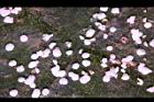 桃花53.JPG
