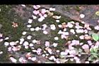 桃花54.JPG