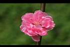 桃花-花03.jpg
