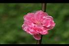桃花-花05.jpg