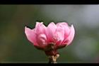 桃花-花07.jpg