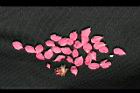 桃花-花瓣0.jpg