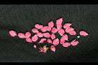 桃花-花瓣1.jpg