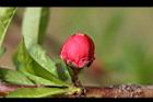 桃花-花苞0.jpg