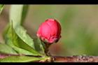 桃花-花苞1.jpg