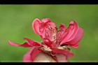 桃花-花蕊0.jpg