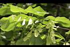 椴樹-花03.JPG
