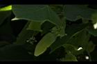 椴樹-花05.JPG