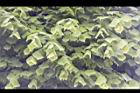椴樹-葉00.JPG