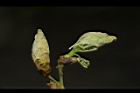 樟樹-花芽23.JPG
