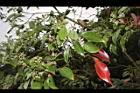樟樹-紅葉01.JPG