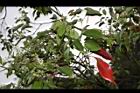 樟樹-紅葉02.JPG