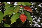 樟樹-紅葉03.JPG