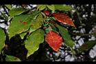 樟樹-紅葉04.JPG