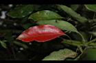 樟樹-紅葉07.JPG