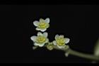 樟樹-花00.JPG