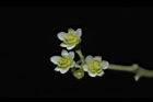 樟樹-花01.JPG