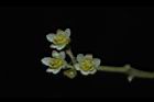 樟樹-花04.JPG