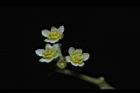 樟樹-花05.JPG