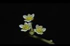樟樹-花06.JPG