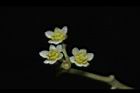 樟樹-花08.JPG