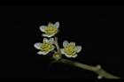 樟樹-花09.JPG