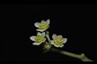 樟樹-花10.JPG