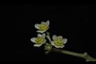 樟樹-花12.JPG
