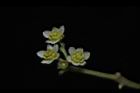 樟樹-花13.JPG