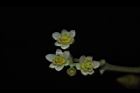 樟樹-花14.JPG