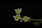 樟樹-花15.JPG