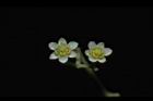 樟樹-花17.JPG